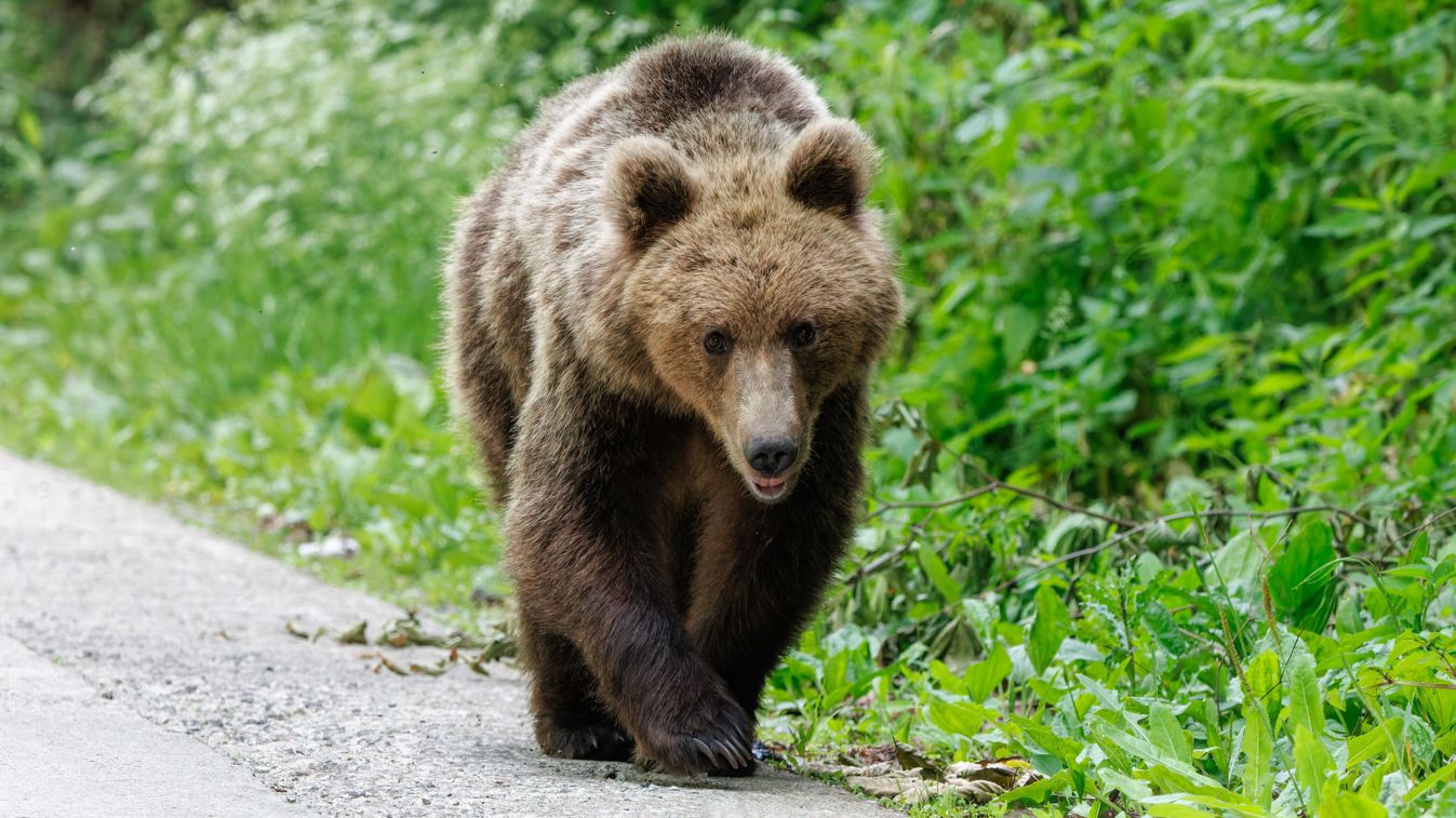 Brown,Bear,In,The,Forest,Near,The,Road