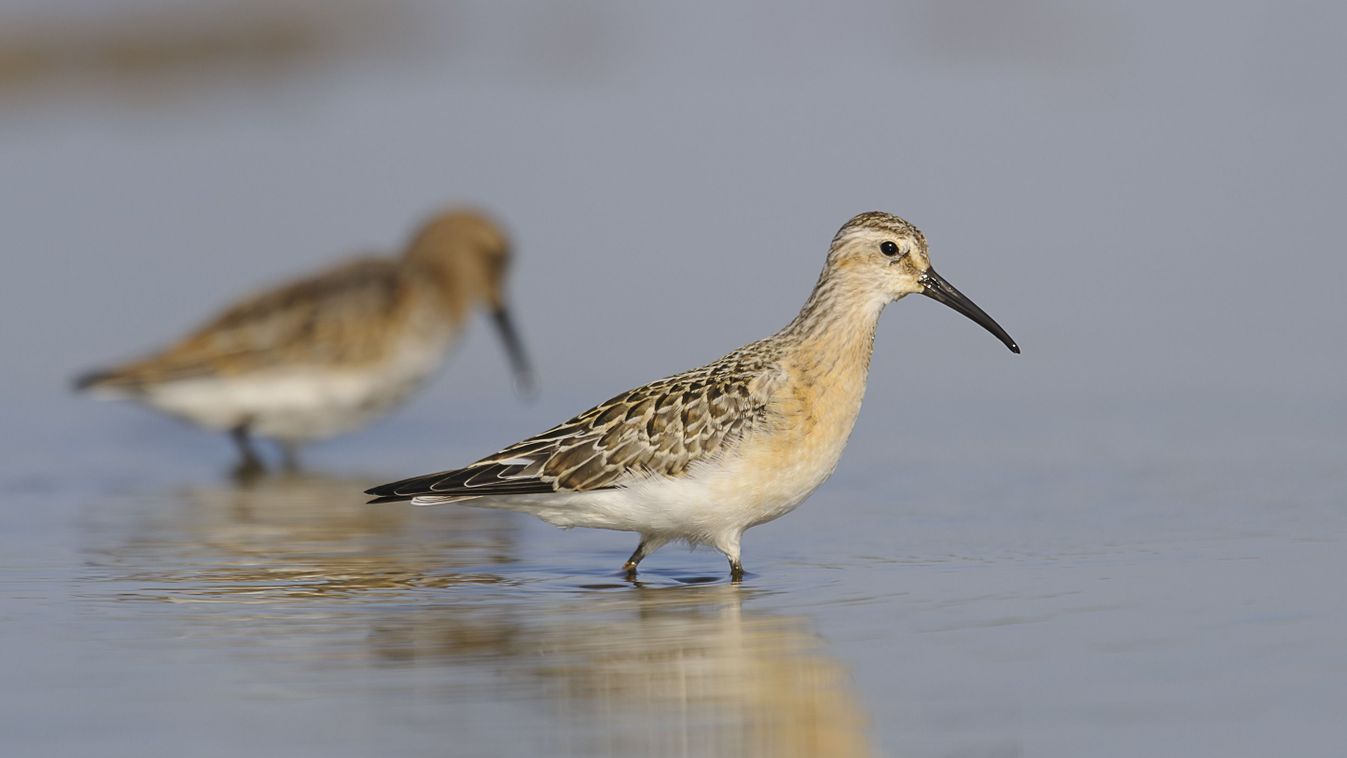 Curlew,Sandpiper,Calidris,Ferruginea,In,Winter,Plumage,,Foraging,Bird,,Water