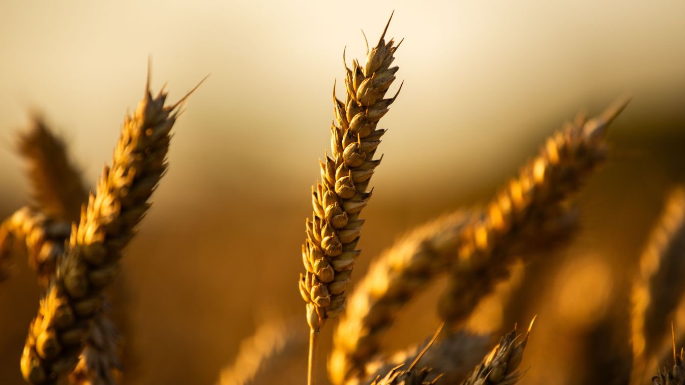 Golden,Wheat,Field,During,Sunset,In,Denmark,,Europe.