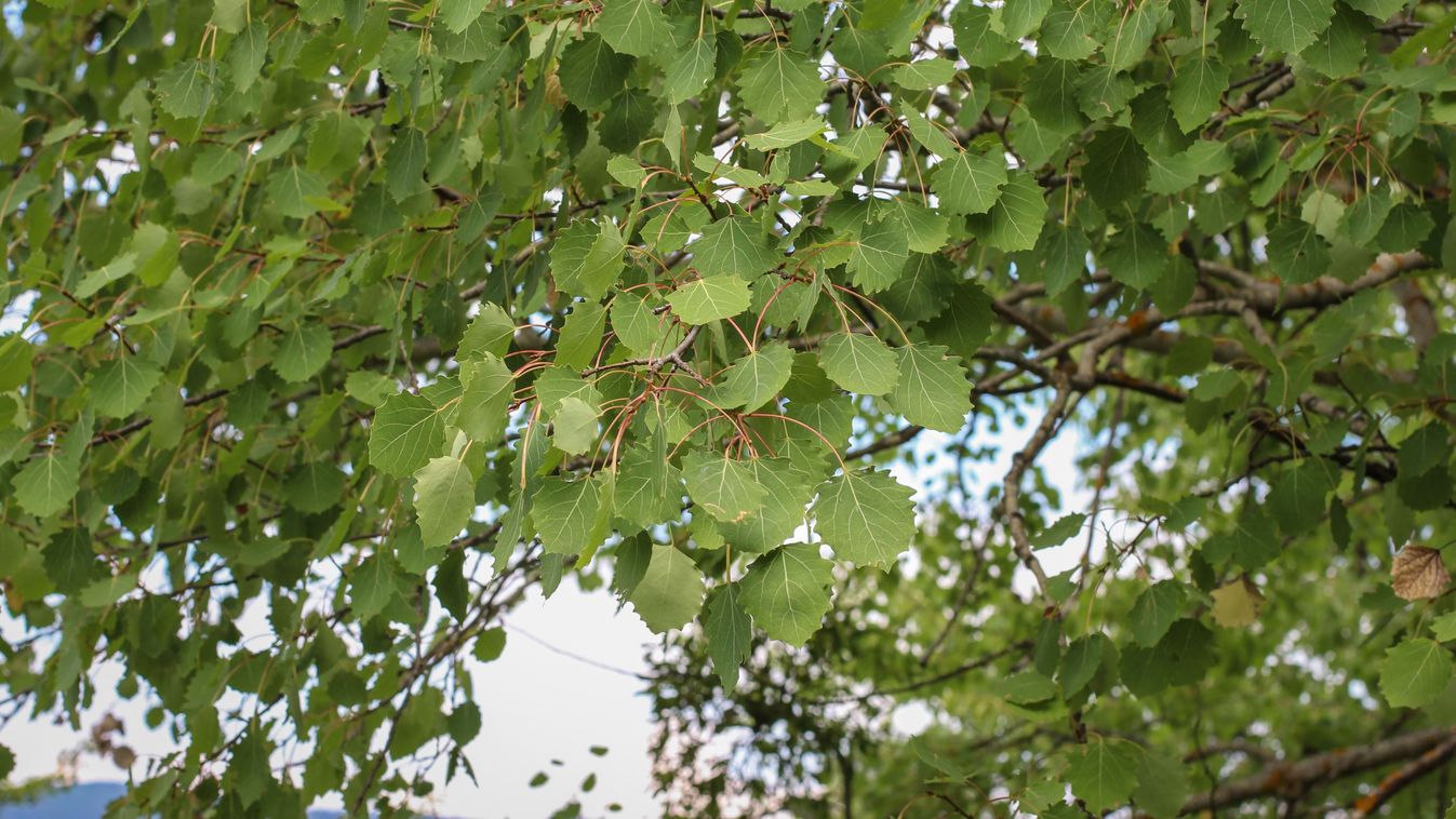 Green,Leaves,Of,The,Eurasian,Aspen,(latin,Name:,Populus,Tremula)