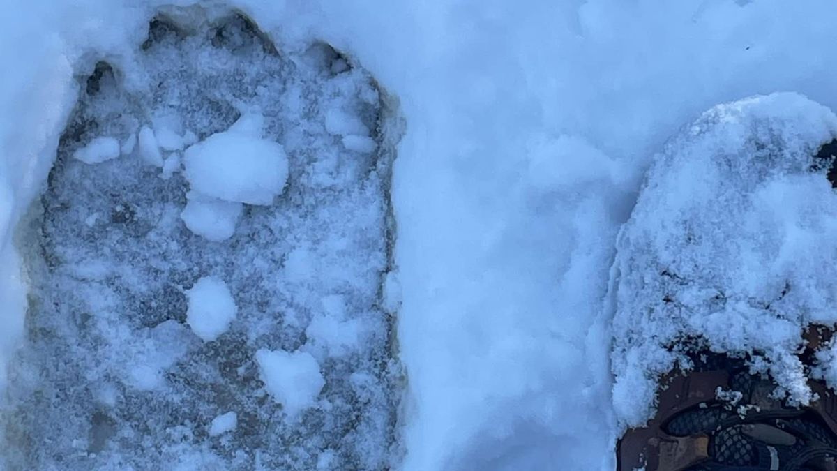 Friss medvelábnyomok tűntek föl a Bükkben! (FOTÓK)