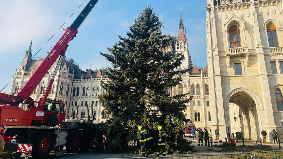 „Megérkezett!” – hamarosan teljes díszében pompázik az ország karácsonyfája (GALÉRIA)