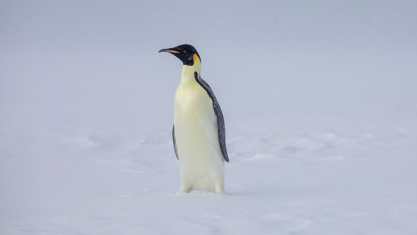 Emperor penguin (Aptenodytes forsteri) on windward pack ice in the Ross Sea, Coulman Island, Antarctica