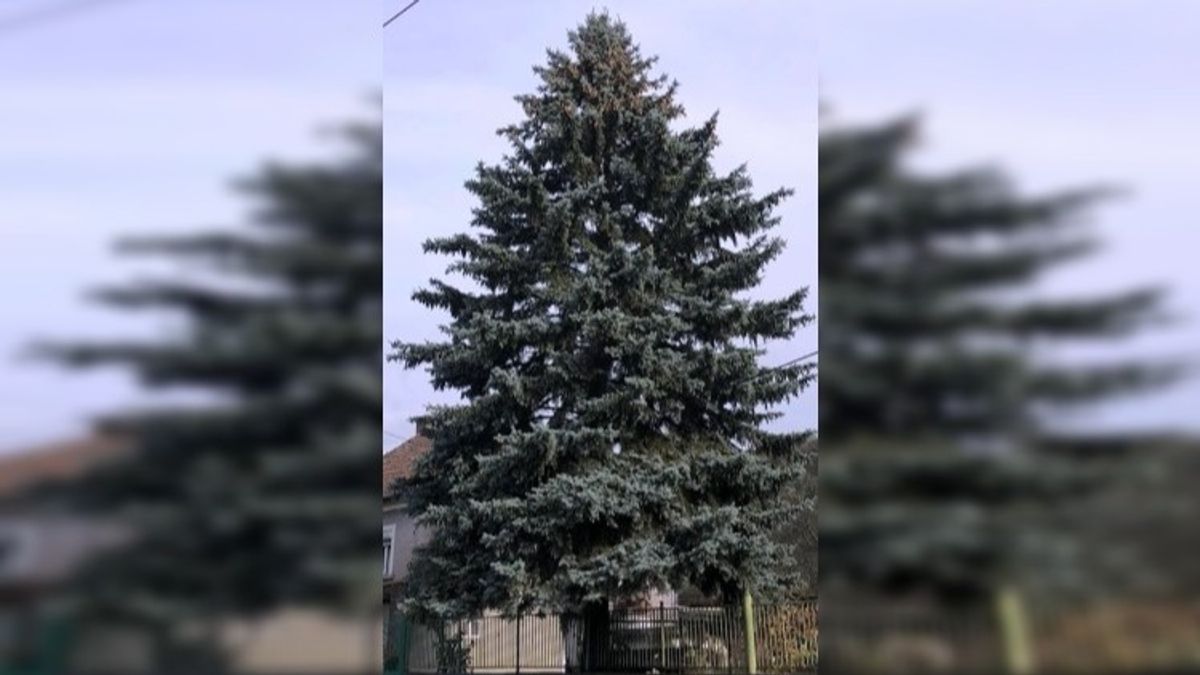 Erről a településről érkezik az ország karácsonyfája