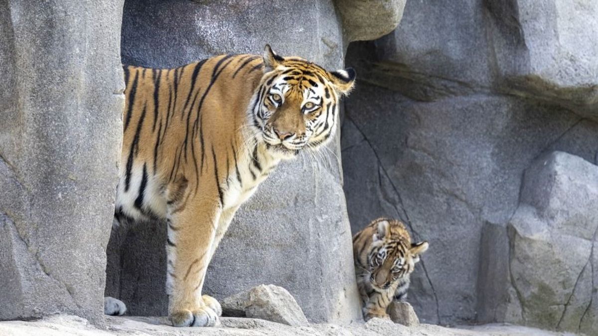 Széttépte gondozóját egy tigris az egyik román állatkertben