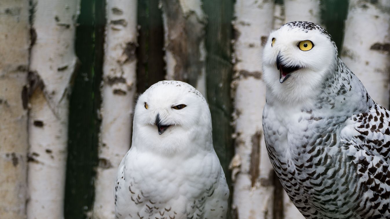 Snowy,Owl,(bubo,Scandiacus).,Wildlife,Animal.