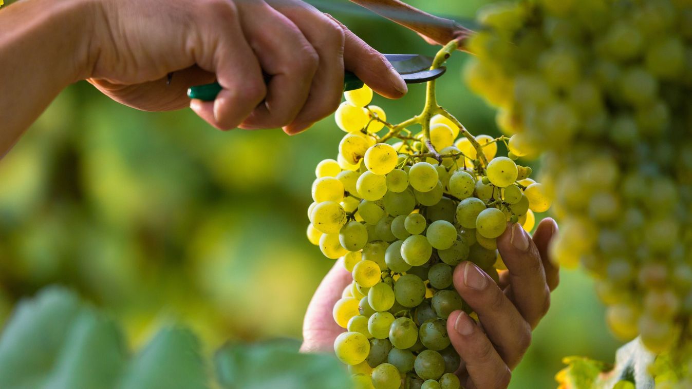 Close,Up,Of,Worker's,Hands,Cutting,White,Grapes,From,Vines