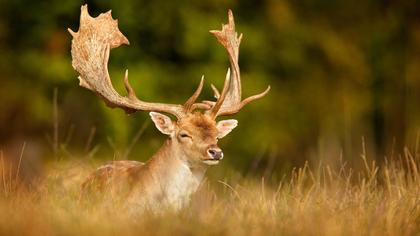 Fallow,Deer,,Dama,Dama,,In,Autumn,Forest,,Dyrehave,,Denmark.,Animal