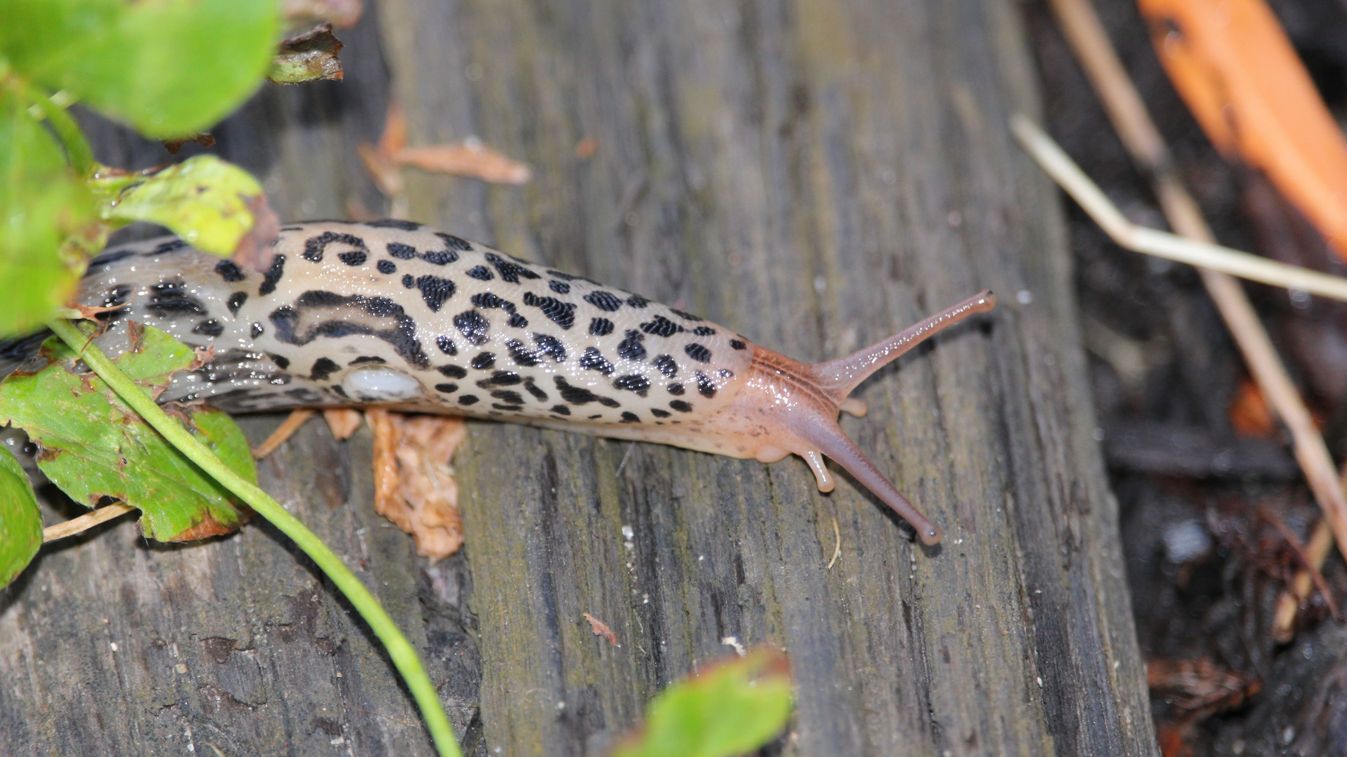 Limax,Maximus.a,Limax,Snail,Crossing,An,Old,Wooden,Plank.