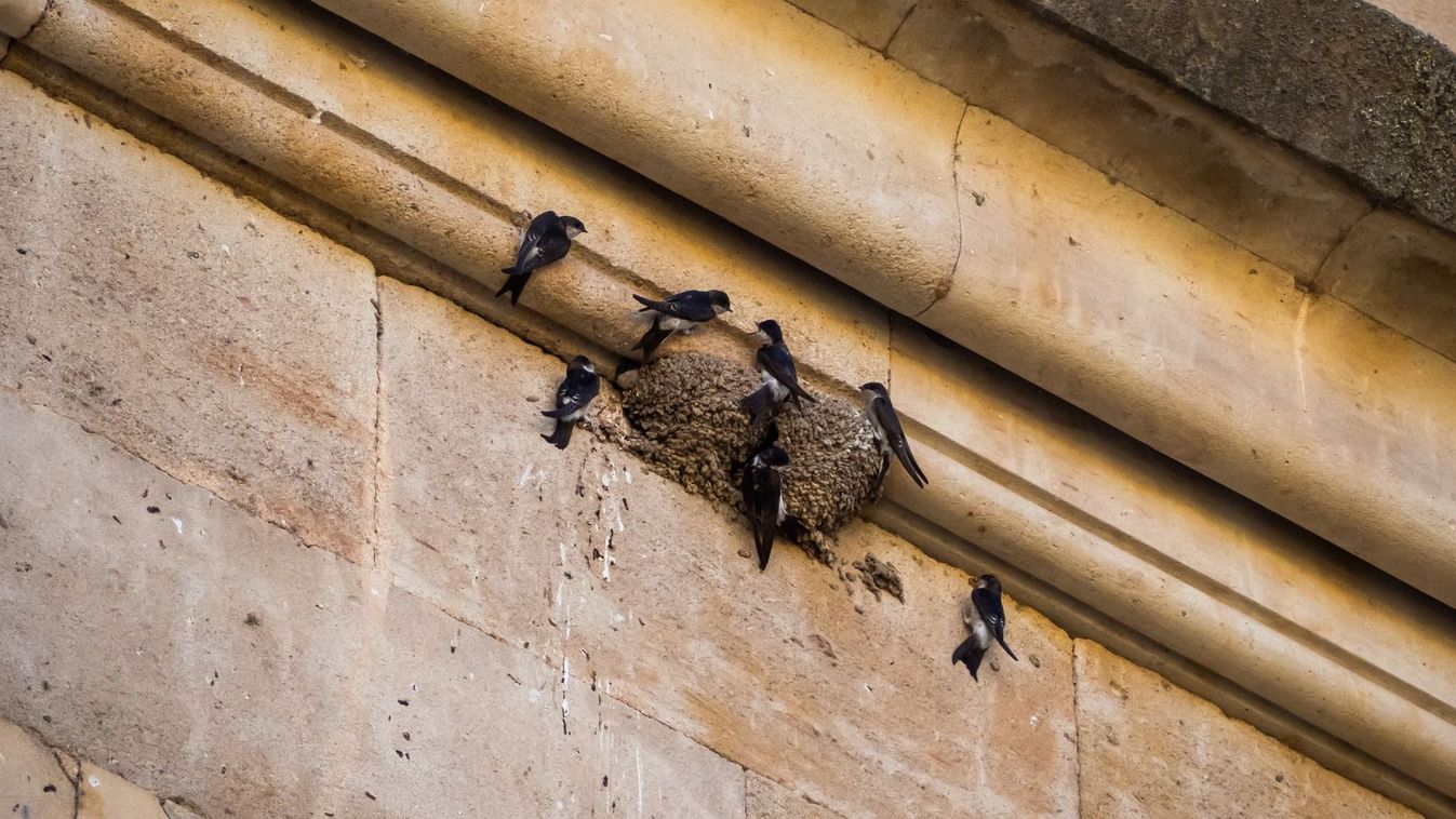 Nests and birds of common house martin (Delichon urbicum) flying and perched on the facade of an old building and bird droppings