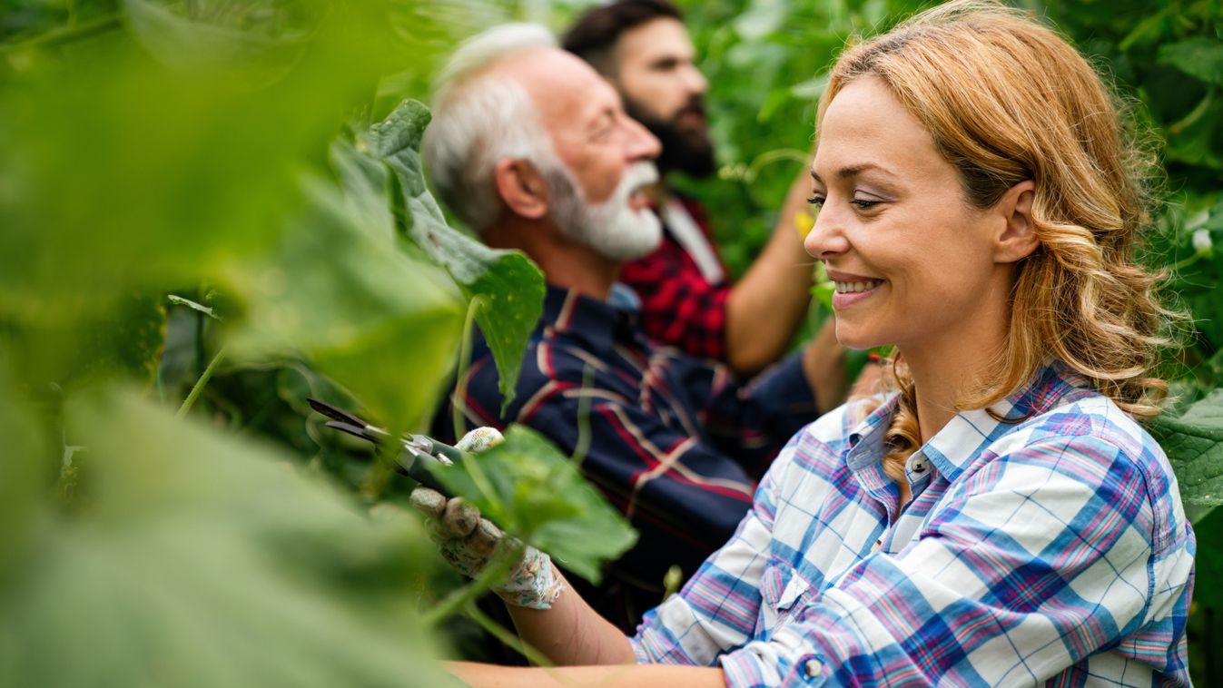 Team,Of,Multicultural,Male,And,Female,Farmers,Harvesting,And,Working