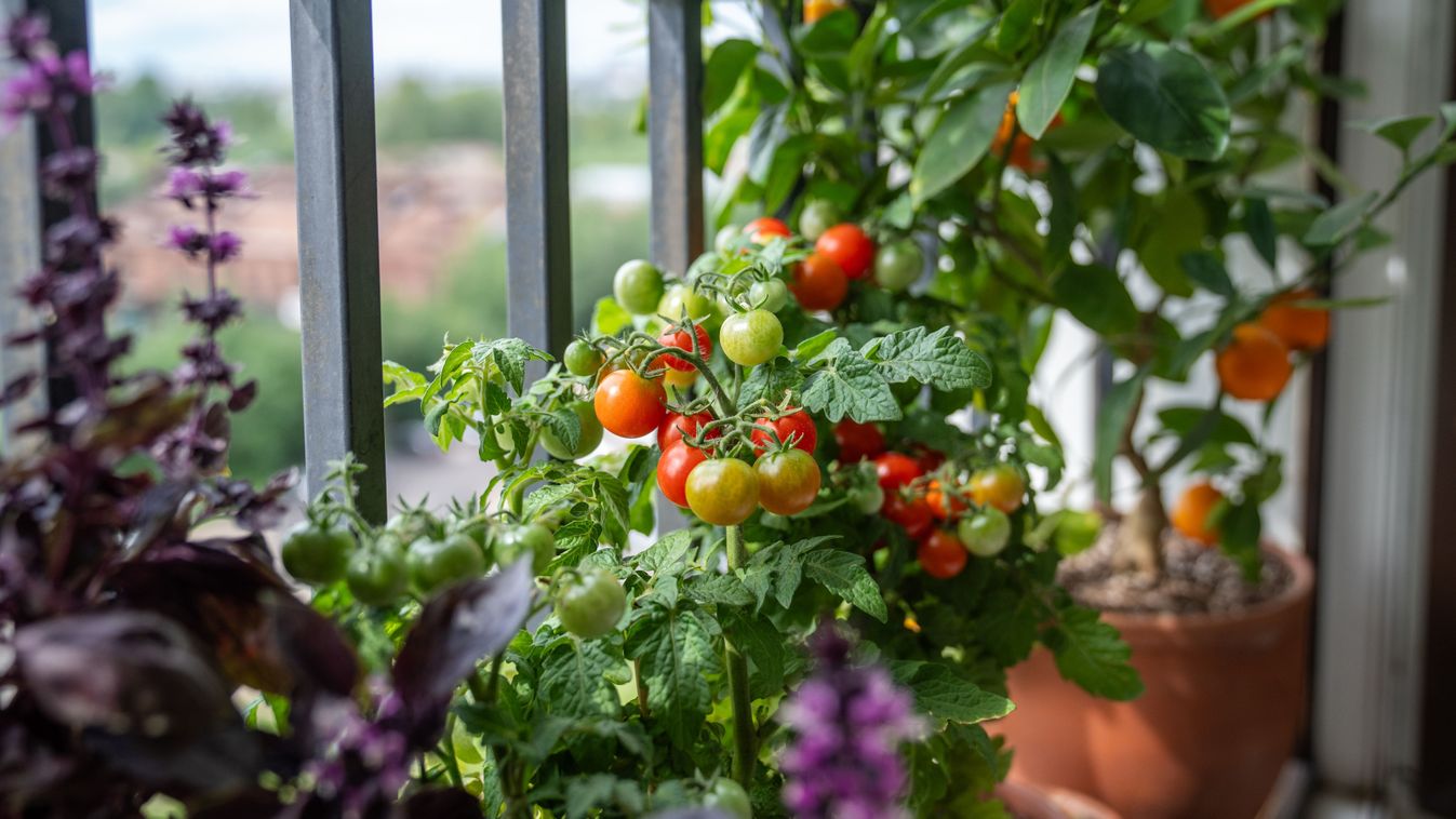 Homegrown,Small,Bush,Of,Balcony,Cherry,Red,Tomato,,Basil,,Tangerine