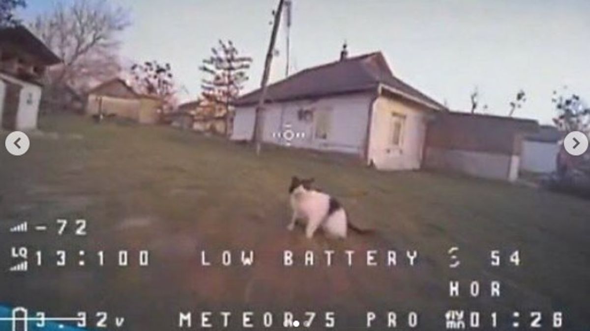 Ilyet még biztos nem látott: orosz macska pofozott le egy ukrán drónt (Videót)