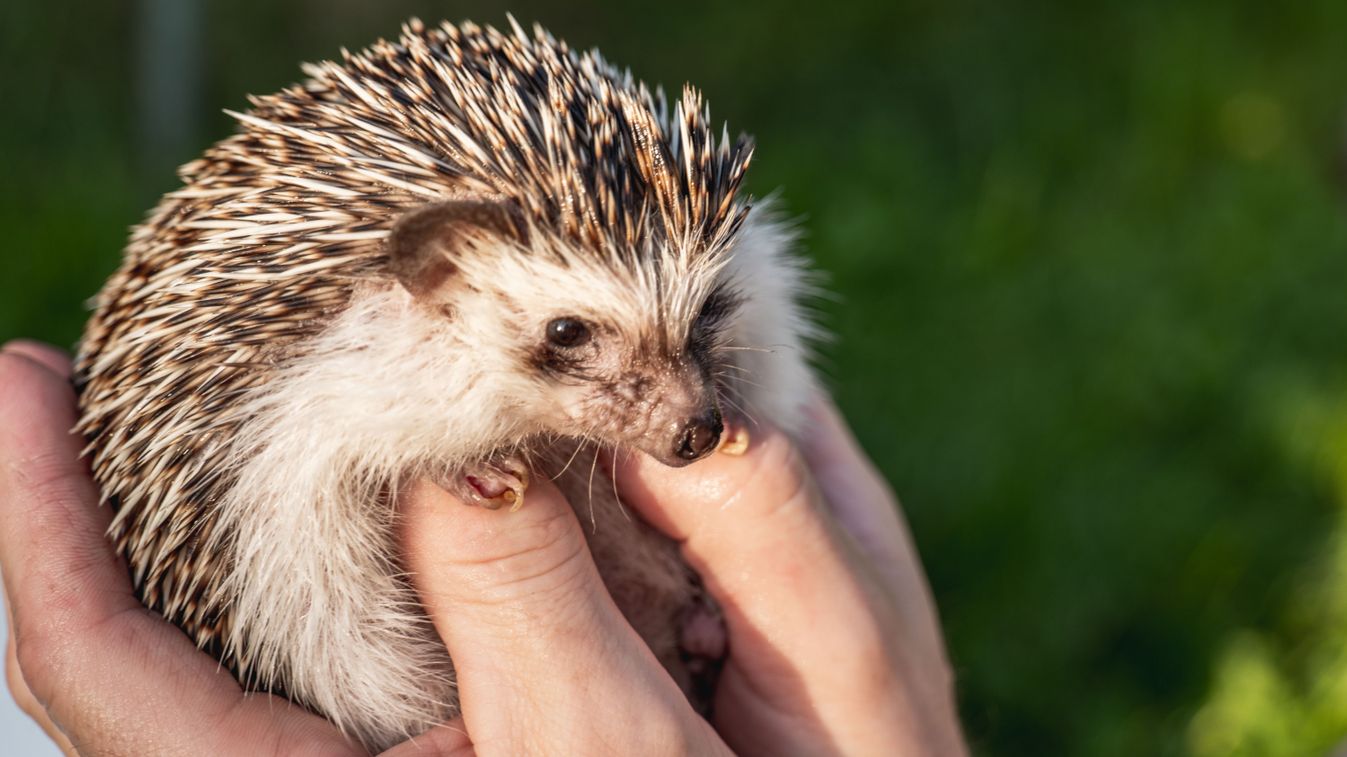 Hedgehog,Muzzle,Close-up.prickly,Pet.african,Pygmy,Hedgehog,In,Male,Hands.,Communication