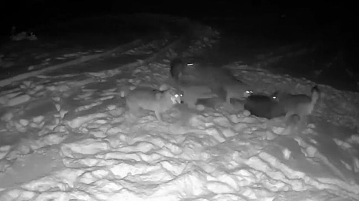 Összecsaptak a farkasok és a vaddisznók Havasrekettyén (VIDEÓ)