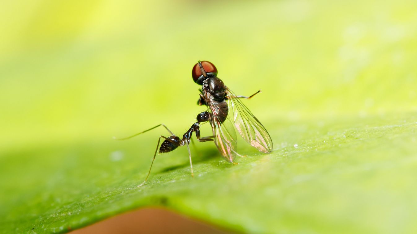 Longhorn,Crazy,Ant,/,Black,Crazy,Ant,(paratrechina,Longicornis),Take