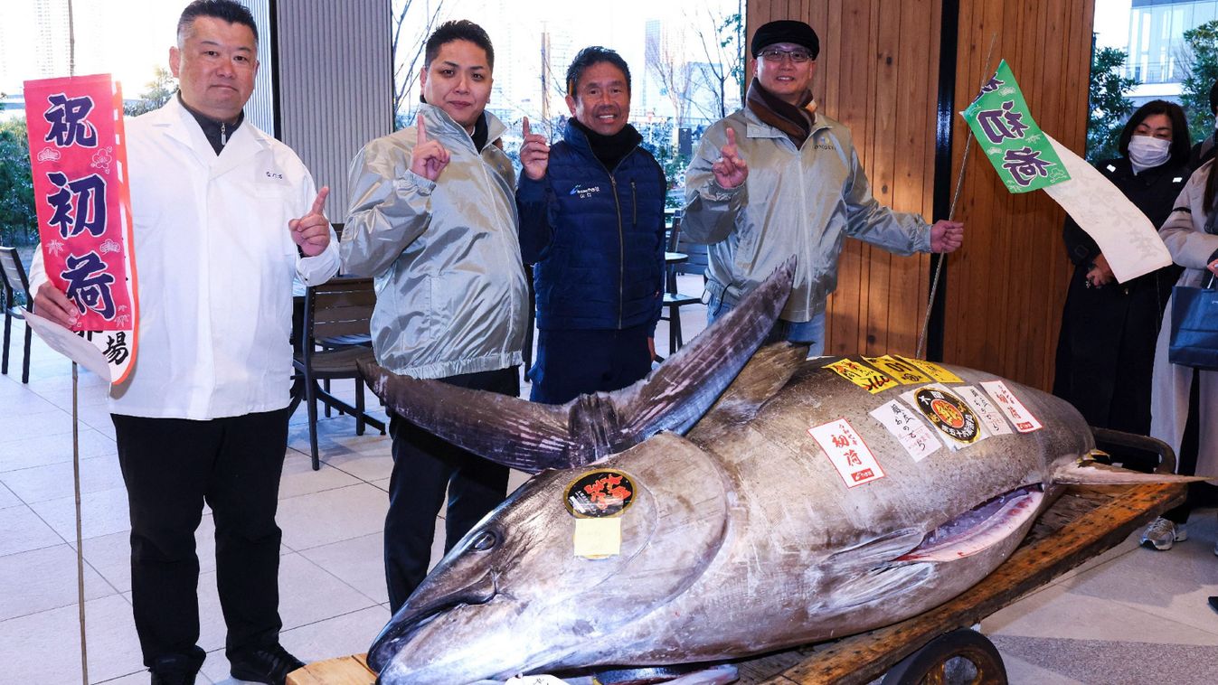 Japán, tonhalárverés, kékúszójú tonhal