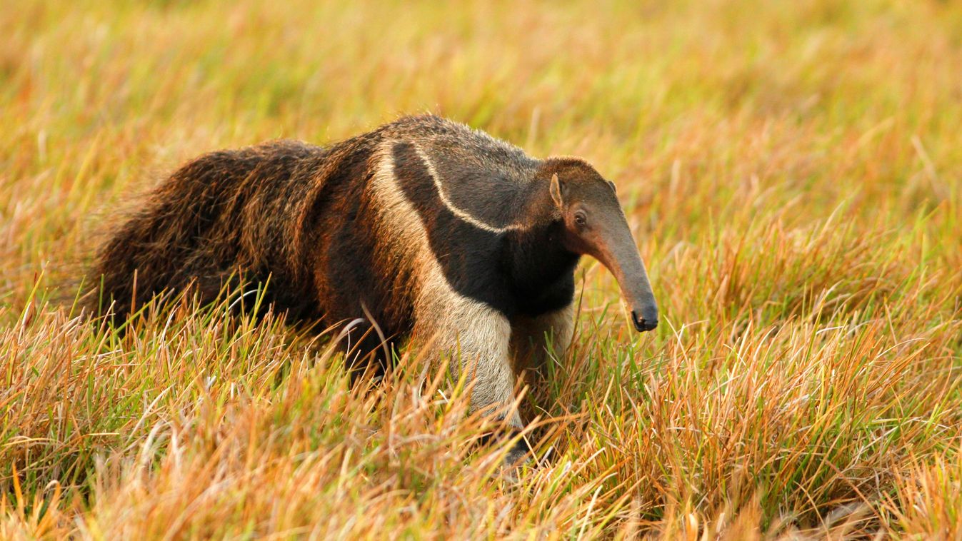 Giant,Anteater,(myrmecophaga,Tridactyla),In,Colombia