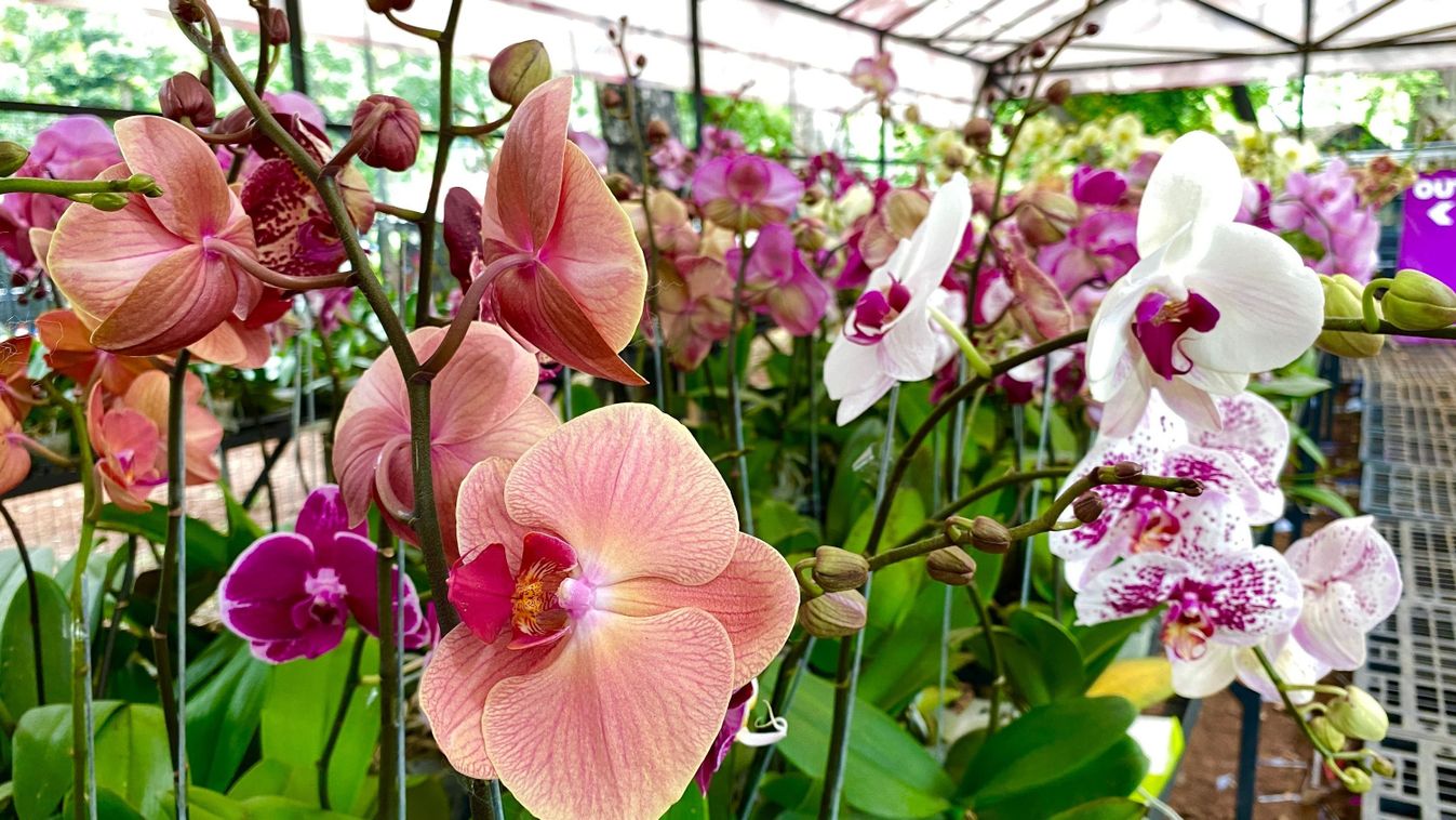 Very,Beautiful,Orchids,,Which,Are,In,The,Orchid,Garden.