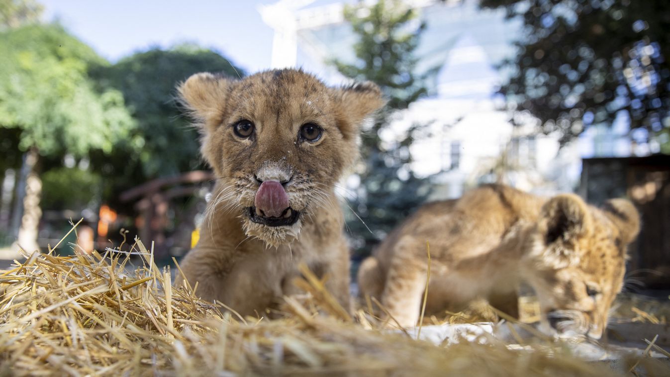 Lion Land in Ankara