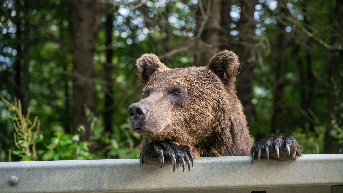 A,Brown,Bear,On,The,Side,Of,The,Road,In