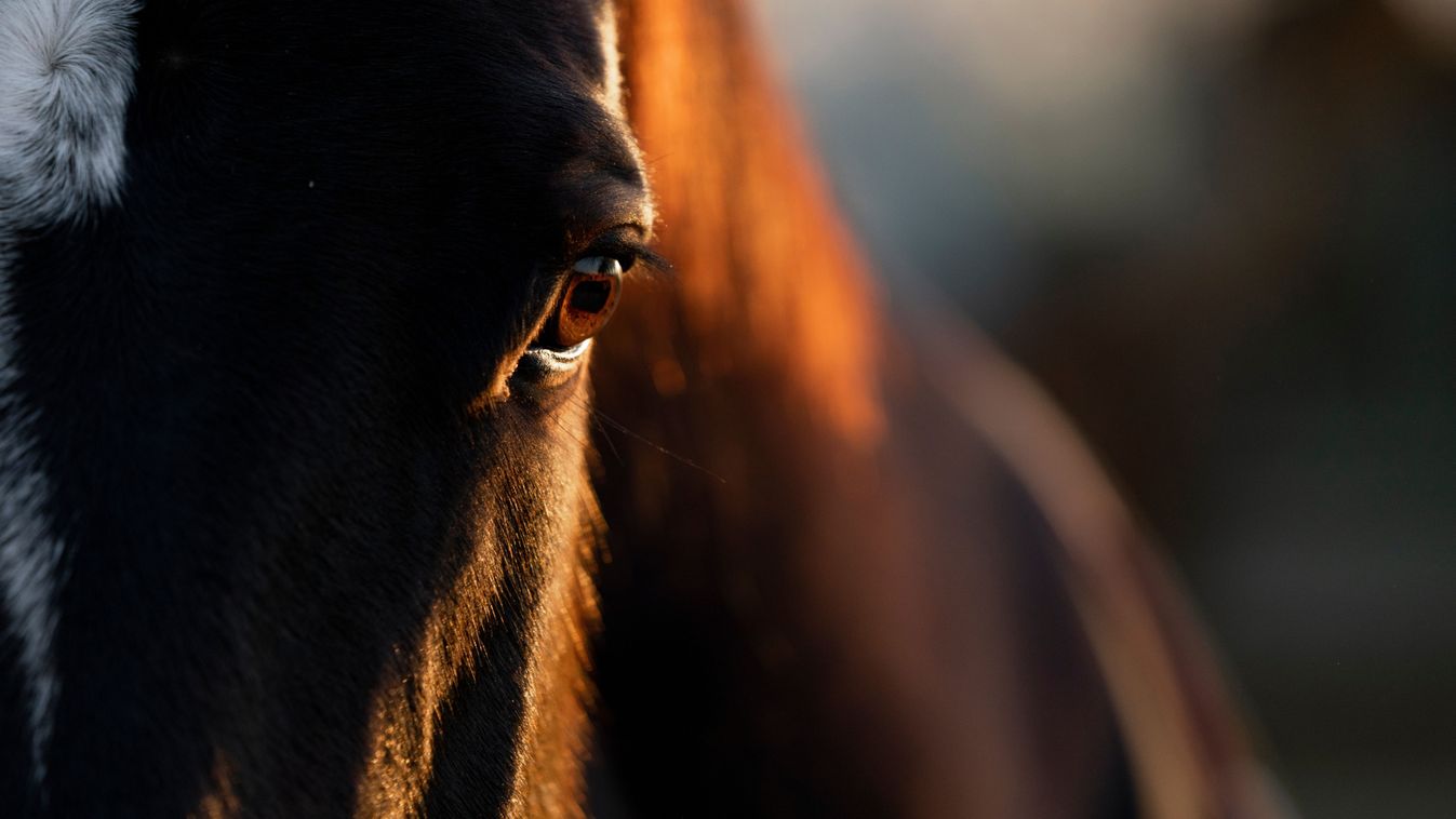 Horse,Eye,Detail,Close-up,Banner,With,Beautiful,Bokeh,In,The