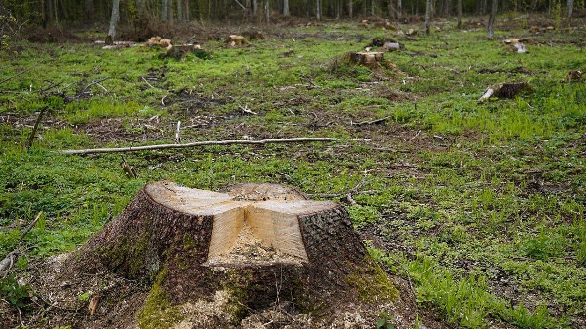 Karácsonyék természetvédelmi területen hagytak jóvá fakivágást, a kutyapárti kerület ugyanakkor megvédte a Szilassy úti fákat