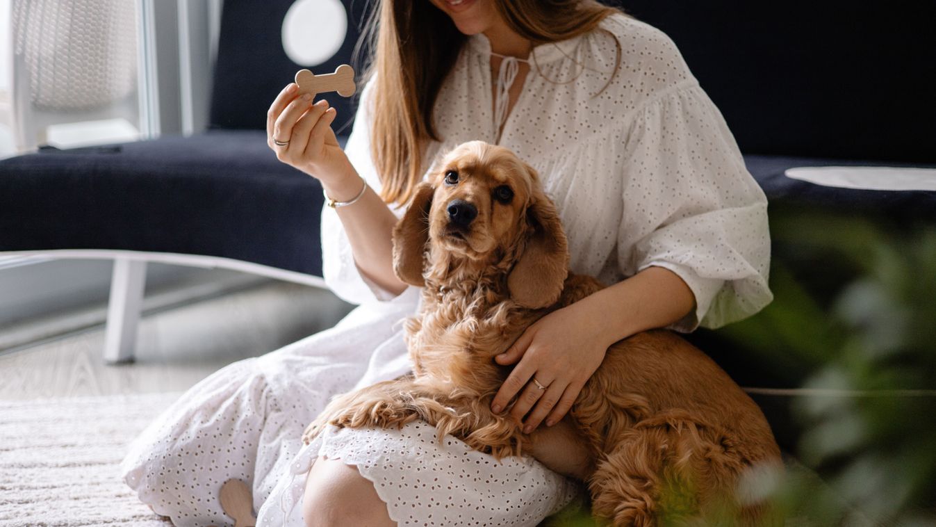 Cocker,Spaniel,Dog,Playing,And,Cuddling,With,His,Female,Owner