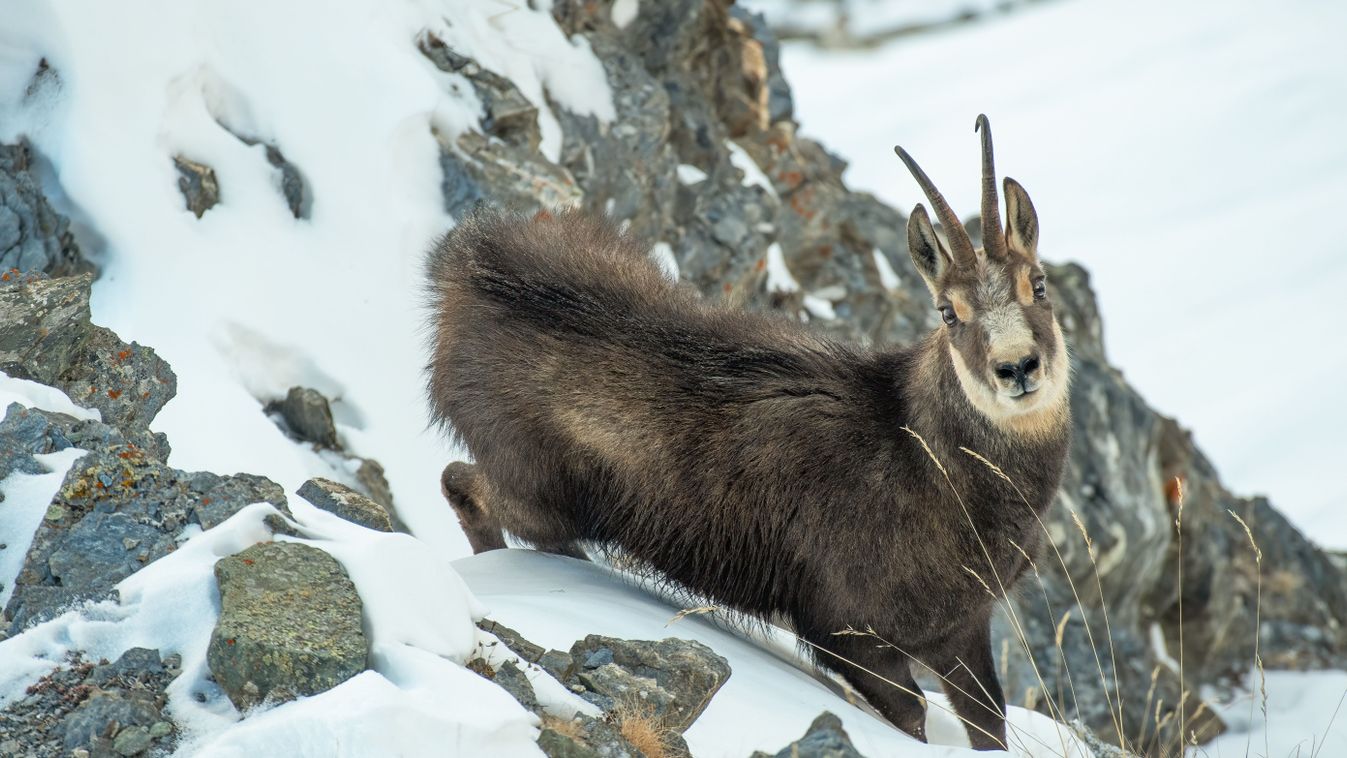 Male,Alpine,Chamois,Standing,On,A,Ledge,Against,A,Steep