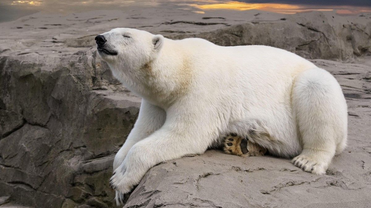 Ennyit a zöldekről – a WWF a szőrmekereskedelem megkönnyítésében is segít