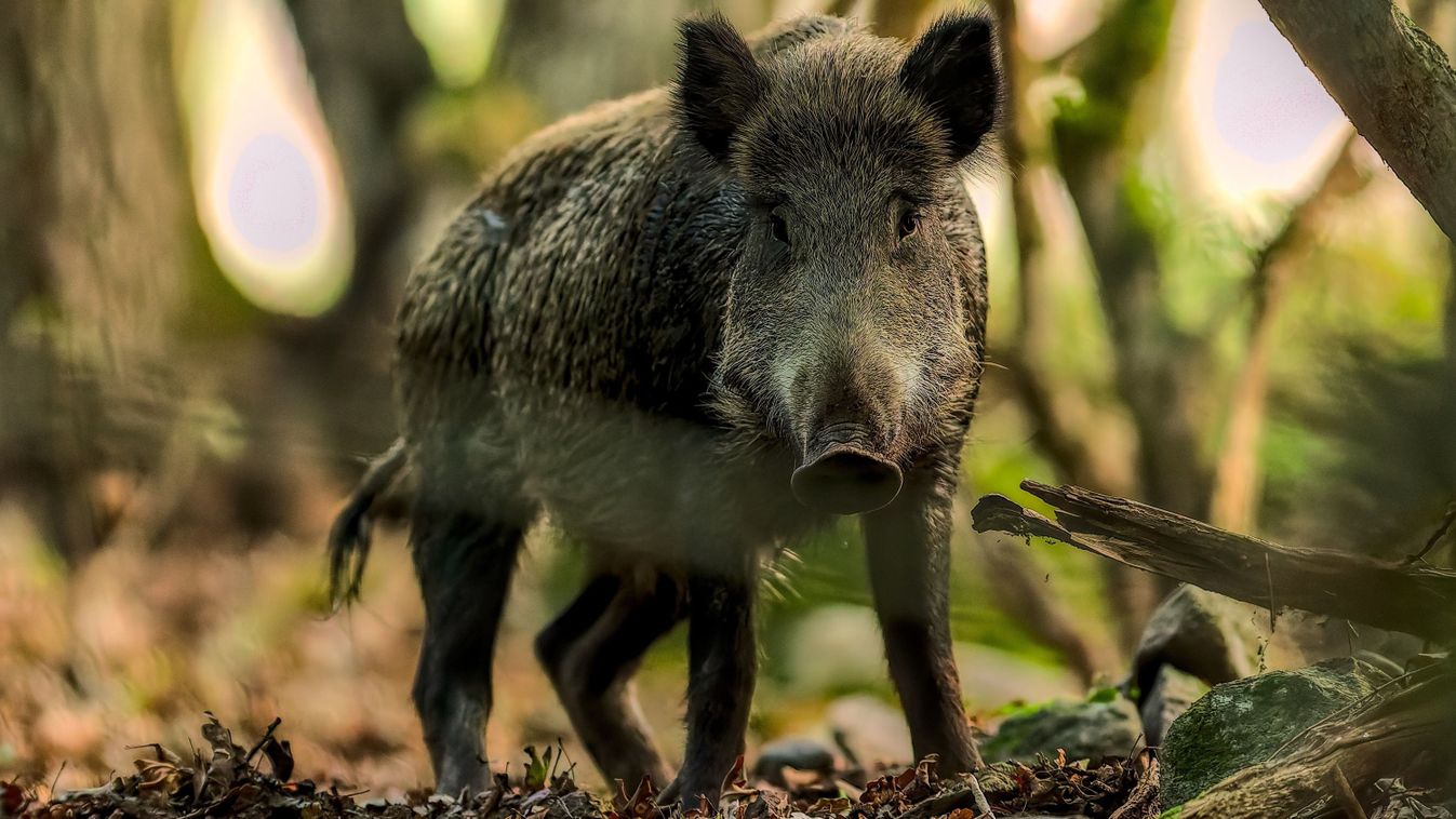 Wild,Boar,Standing,In,The,Forest.,Sus,Scrofa.