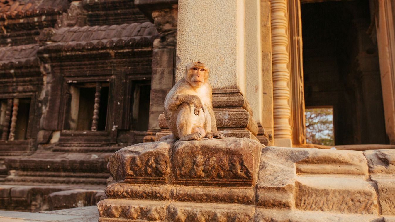 Macaque,Monkey,In,Angkor,Wat,Temple,In,Cambodia