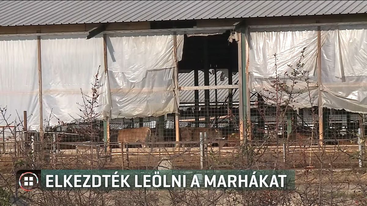 Megkezdték a megbetegedett szarvasmarhák leölését
