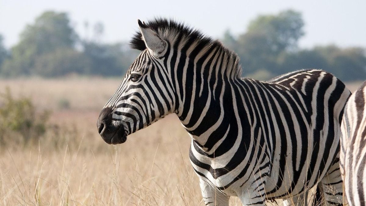 Folytatódik a zebra-hadművelet: folynak a tárgyalások az állatkerttel, Gáspár Győző pedig bejelentkezett „keresztapának”