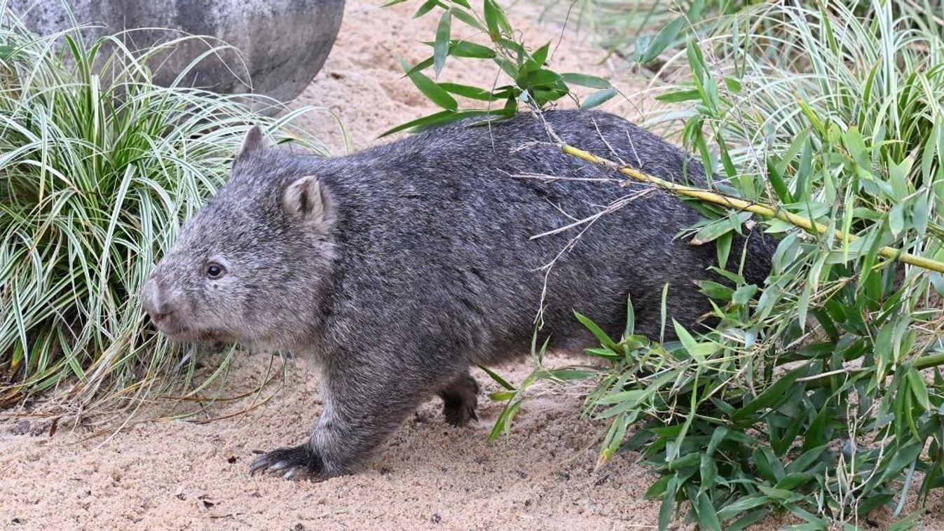 Wilhelma now has naked-nosed wombats