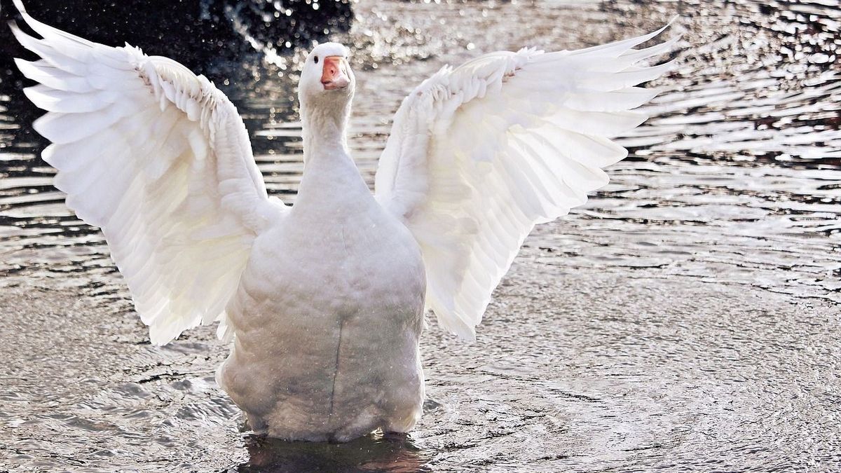 Újabb vírus tizedeli a hazai állatállományt