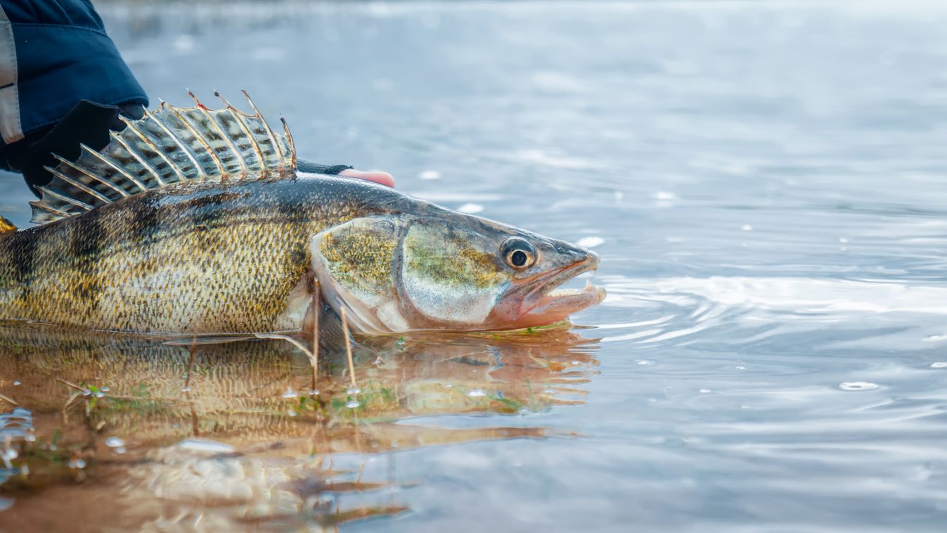 Fisherman,Releases,The,Caught,Zander.,Fishing,,Catch,And,Release.