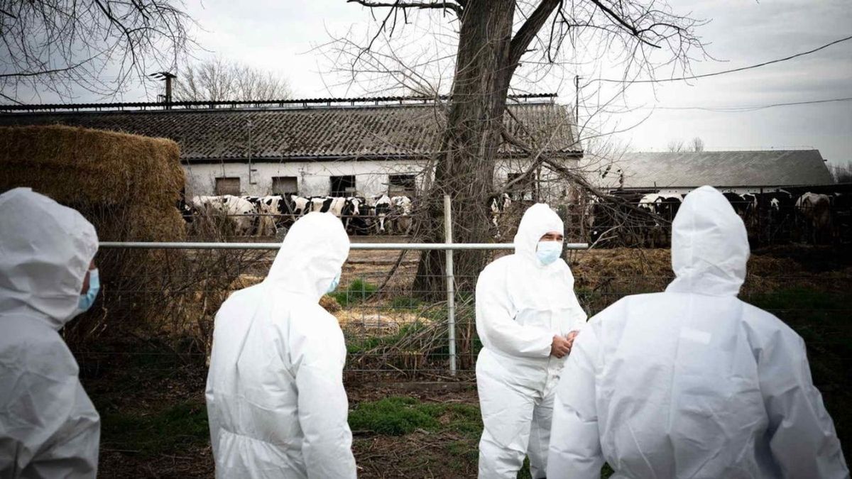 Újabb szakemberek lépnek közbe, hogy el ne terjedjen a járvány