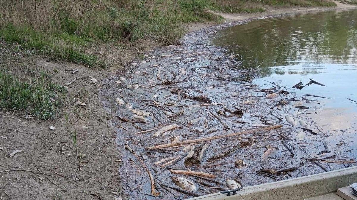 Sokkoló pusztulás a Dunában, de nincs ok a pánikra