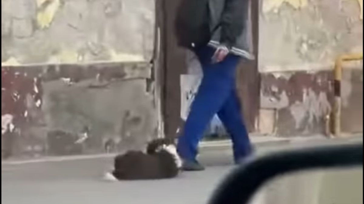 Kegyetlen állatkínzás Pápán