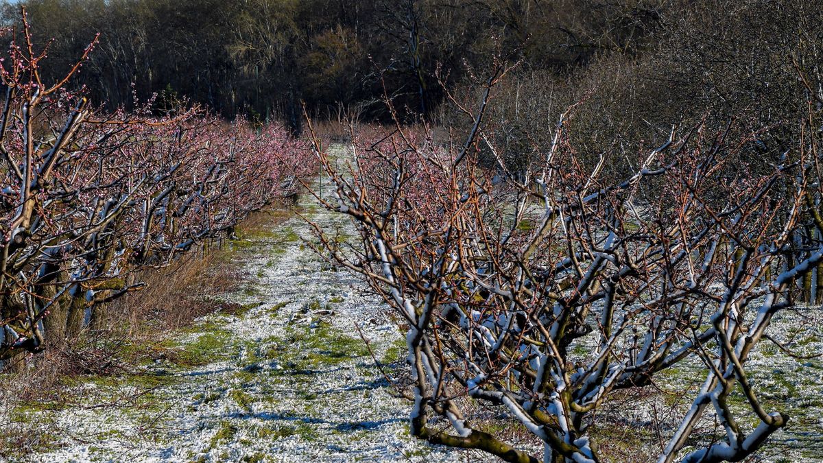 Több milliárdos kárt okoztak az áprilisi fagyok – ennek a gyümölcsnek a nagy része teljesen elpusztult