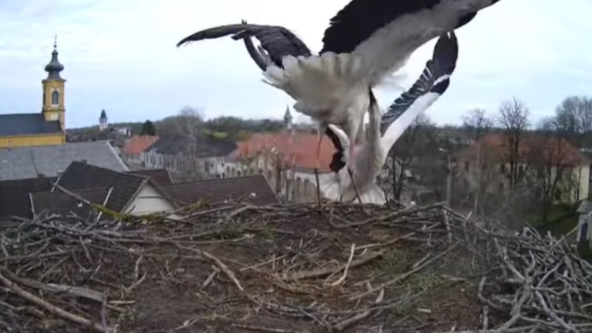 Drámai harcot vett fel a kamera egy Tisza-tavi gólyafészekben