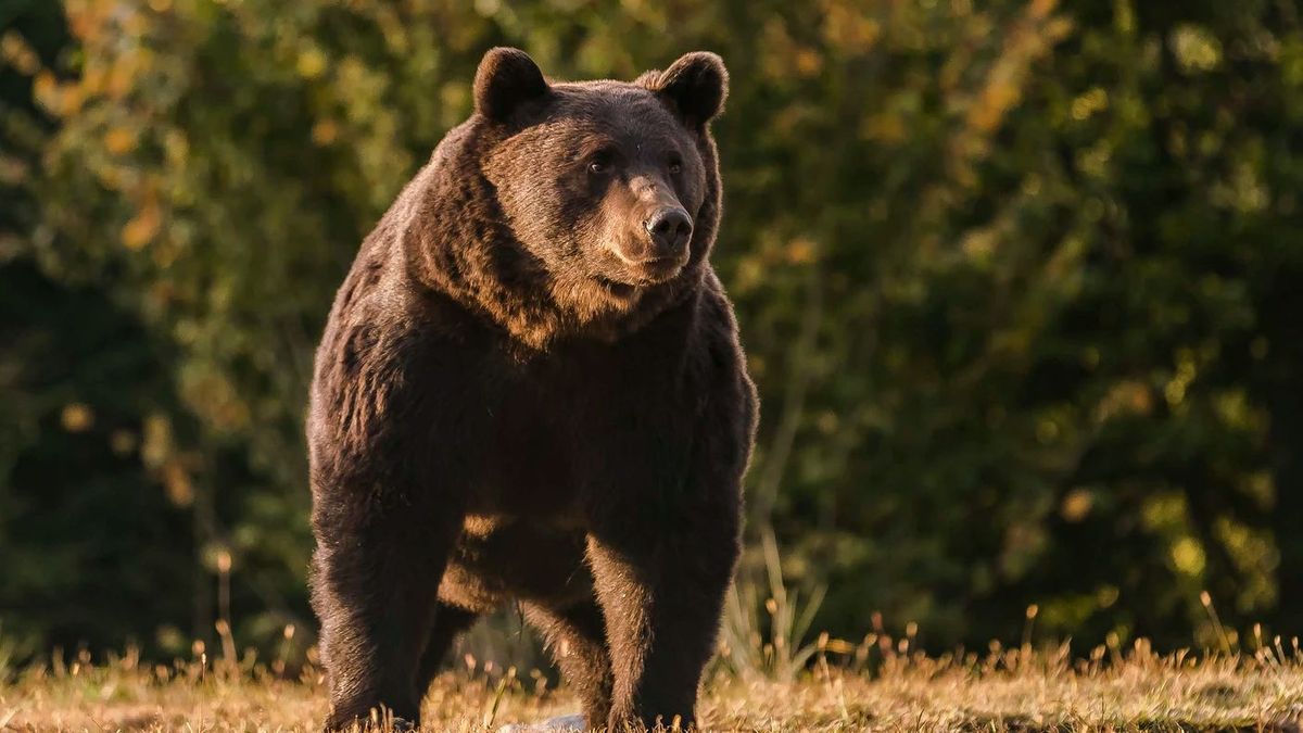 Brutális medvetámadás a Felvidéken: kórházba szállították a sérültet