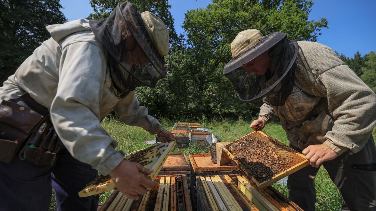 Tovább súlyosbodik a helyzet: a télen elpusztult a hazai méhállomány fele
