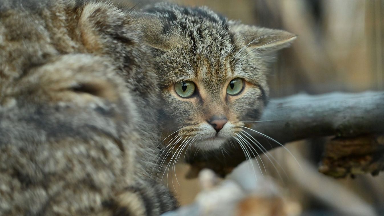 Visszatért a természetbe Merlin, a Budakeszi Vadasparkban felnevelt vadmacska