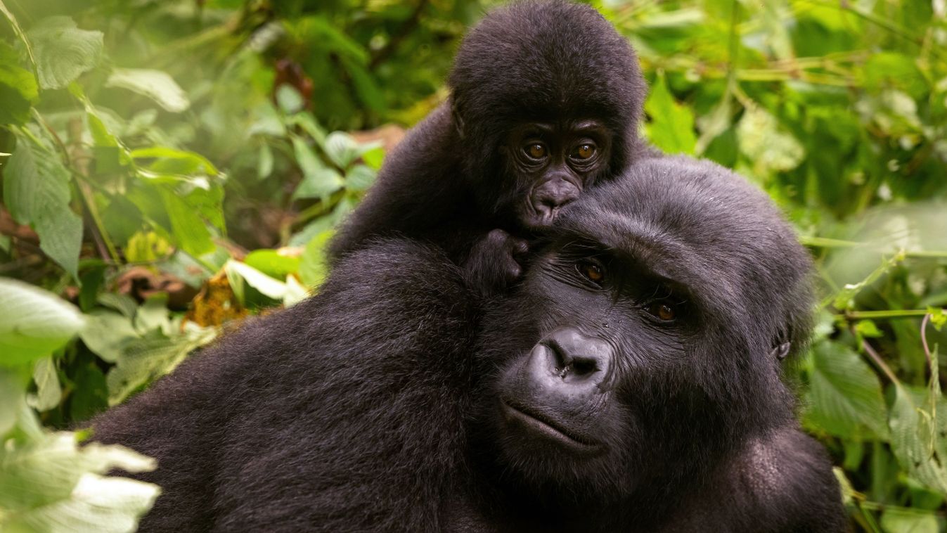 Az illegális fakitermelés a gorillákat is veszélyezteti Kongóban
