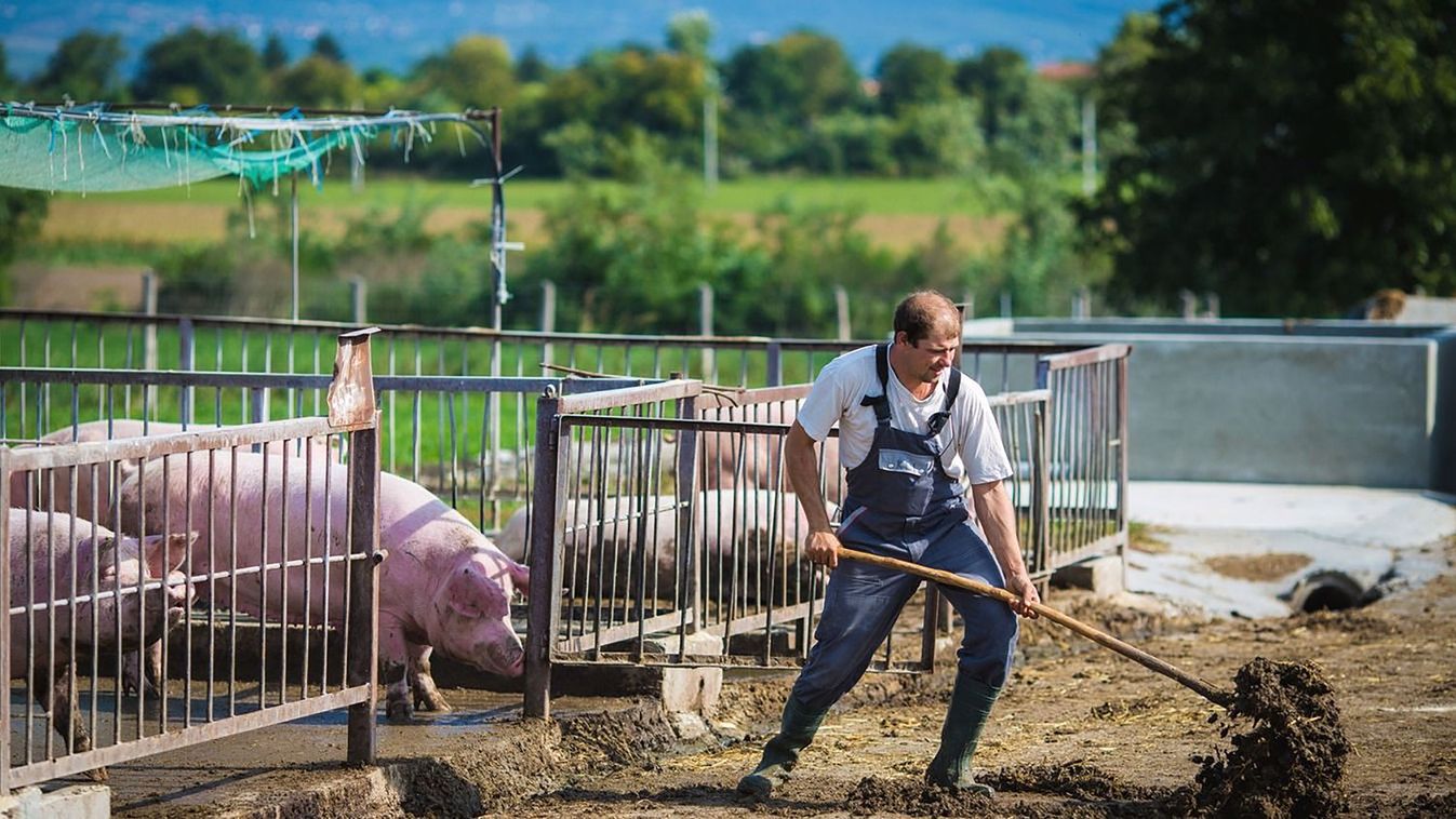 Segítség a magyar állattartóknak