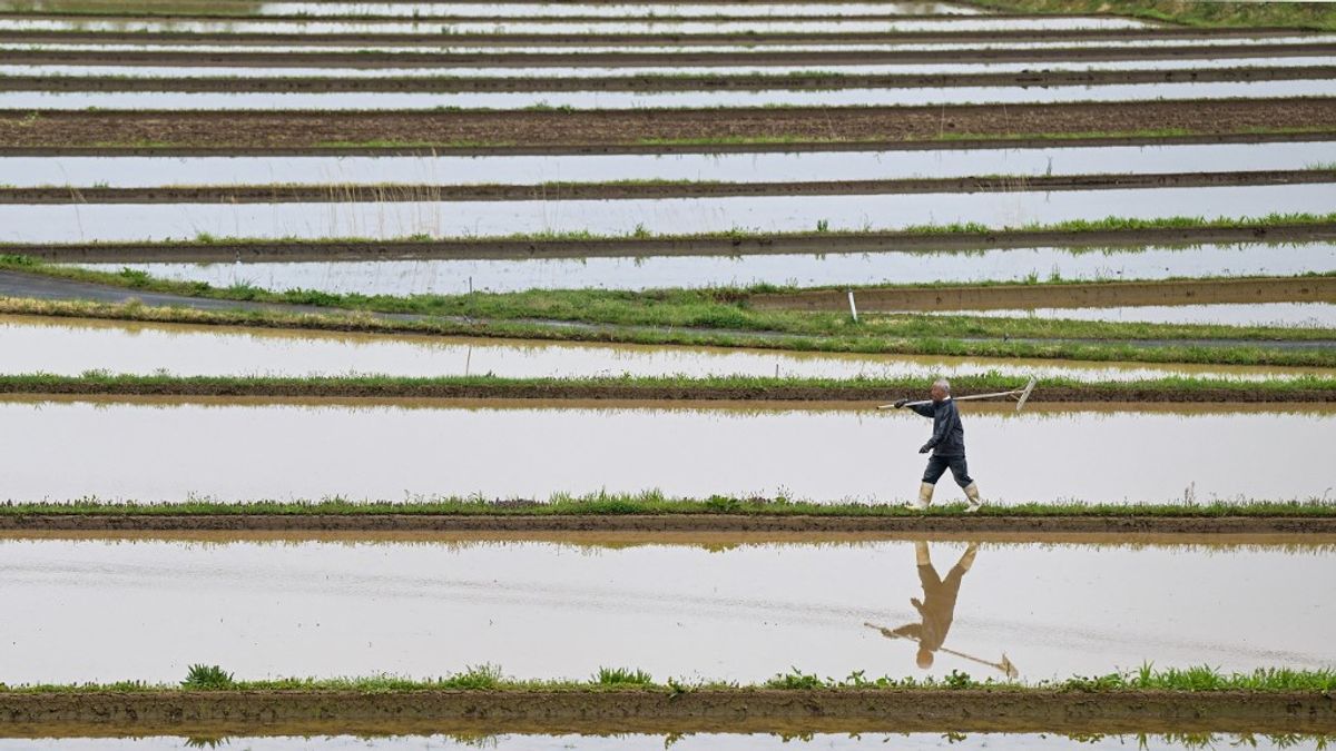 Rizsbotrányba bukott bele a japán miniszter