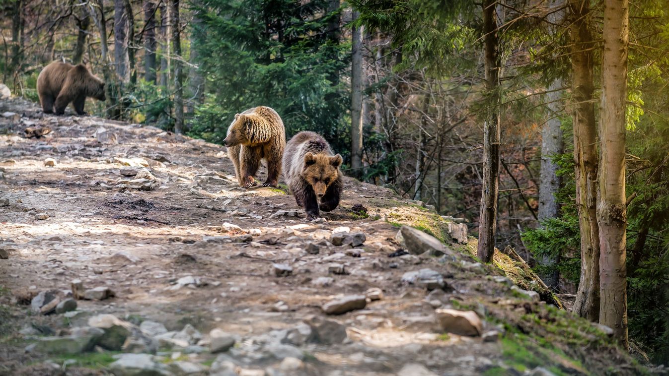 A medvék kilövése ellen tiltakoznak civilszervezetek Szlovéniában