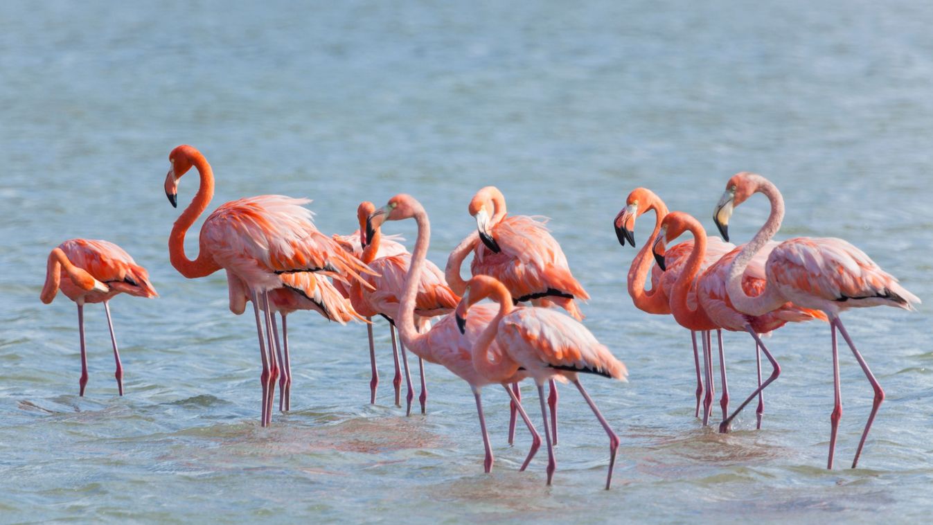 flamingók